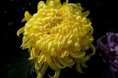 沙湖公园菊花展五