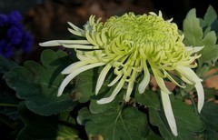 沙湖公园菊花展五