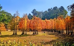 [26063] 番禺大夫山