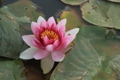 拍摄花卉一（1202）