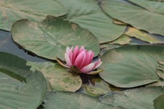 拍摄花卉一（1202）