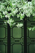 湖北海棠