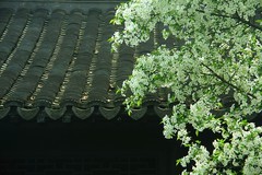 湖北海棠