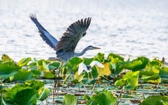 明湖苍鹭（十六）