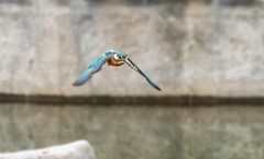 小翠鸟（二十）