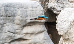 小翠鸟（二十）