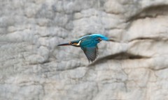 小翠鸟（二十）