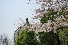 2025年第0525贴-南京佛顶宫旅拍（0801）