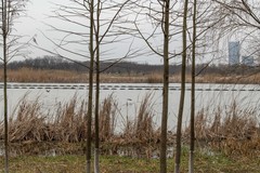 庐州印象（587）方兴湖湿地公园