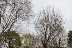 庐州印象（587）方兴湖湿地公园