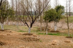 庐州印象（587）方兴湖湿地公园