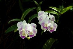 室内花卉（12）