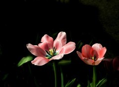 室内花卉（12）