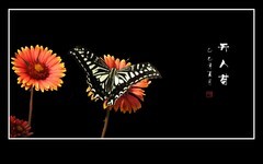 蜂蝶迷恋天人菊