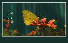 蜂蝶迷恋天人菊