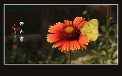 蜂蝶迷恋天人菊