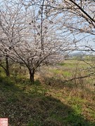 2025.3.23安顺万亩樱花拍（9）