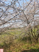 2025.3.23安顺万亩樱花拍（9）