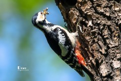 林中啄木鸟（60）