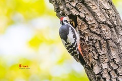 林中啄木鸟（60）