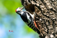 林中啄木鸟（60）