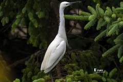 鹜岛里的白鹭（89）