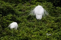 鹜岛里的白鹭（89）