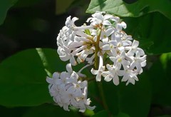 小区里的丁香花
