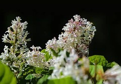 小区里的丁香花