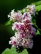小区里的丁香花