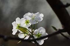 2026梨花（6）