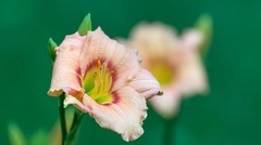 萱草花
