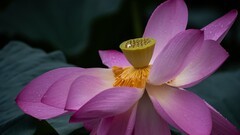 雨 荷 （ 三 ）