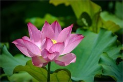 2026年第0581贴 -夏日荷花开（0825）