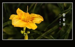 鲜艳漂亮的萱草花