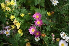 随拍花卉