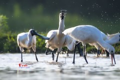 庄河鹭泊湖（60）