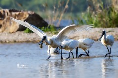 庄河鹭泊湖（60）