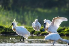 庄河鹭泊湖（60）