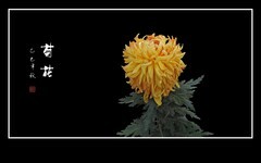 美丽傲霜的秋菊花