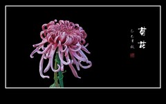 美丽傲霜的秋菊花