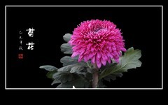 美丽傲霜的秋菊花