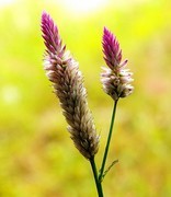 078【不老松：二游海南纪实】临高长島兰湾的青葙!