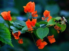 079【不老松：二游海南纪实】临高长島兰湾的三角梅!