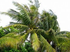 080【不老松：二游海南纪实】临高长島兰湾的椰子！