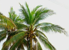 080【不老松：二游海南纪实】临高长島兰湾的椰子！