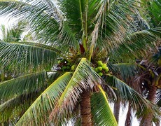 080【不老松：二游海南纪实】临高长島兰湾的椰子！