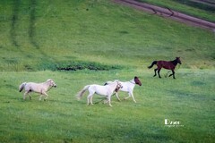 牧人迁徙（37）