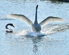 【视觉光影】美 丽 的 大 天 鹅 （51）