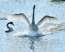 【视觉光影】美 丽 的 大 天 鹅 （51）